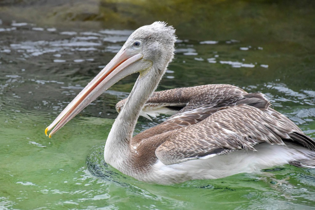 pink backed pelican background