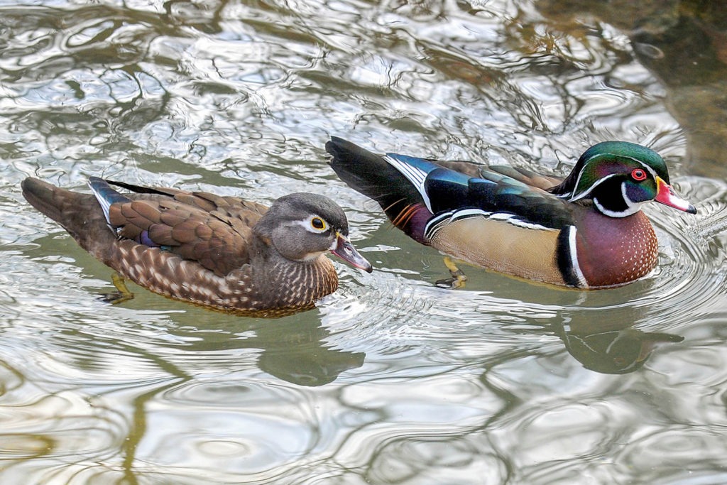two wood ducks male and female