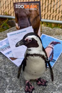 Penguin Partner Package