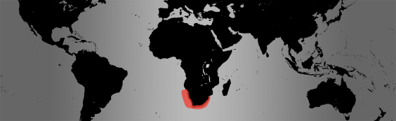 african penguin map