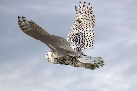 snowy owl flying