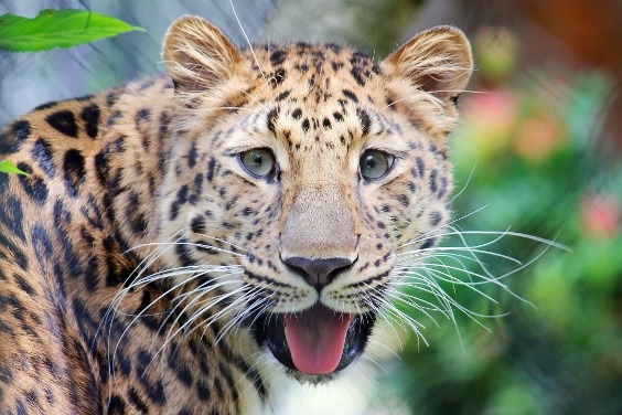 cheetah with tongue out