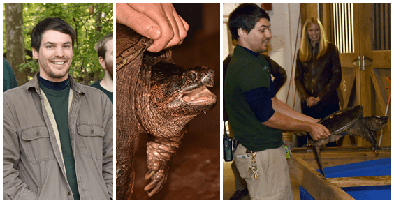 Zoo keepers holding snapping turtle