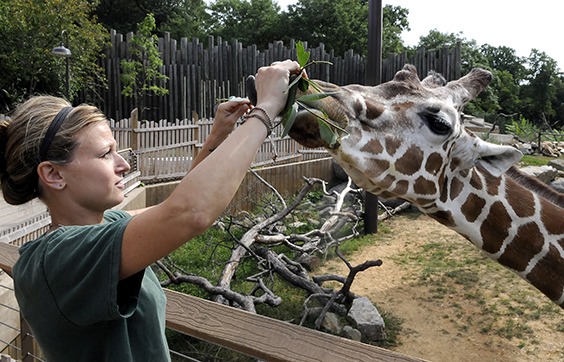zookeeper feeding giraffe