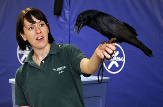 zoo keeper holding raven