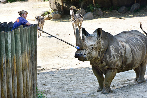 zoo keeper training rhino