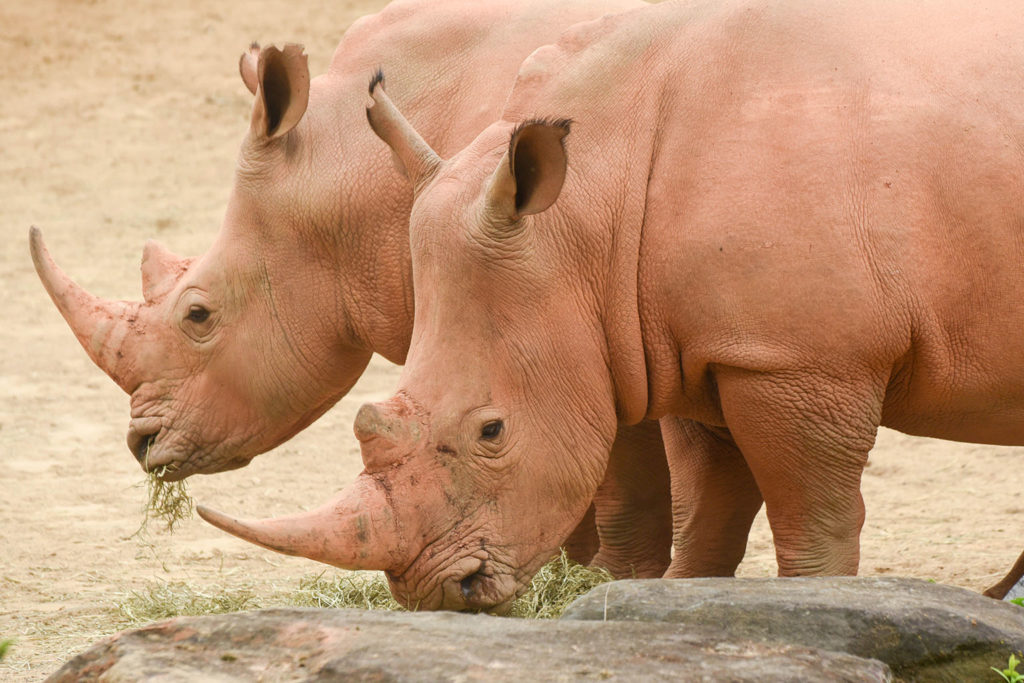 two rhinos standing. background
