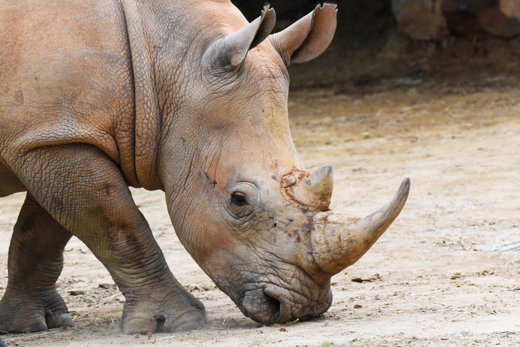 rhino with head down