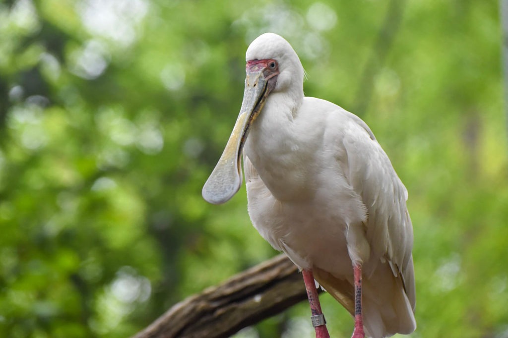 african spoonbill background