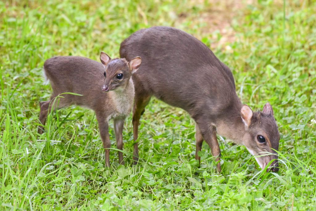 blue duiker with calf background