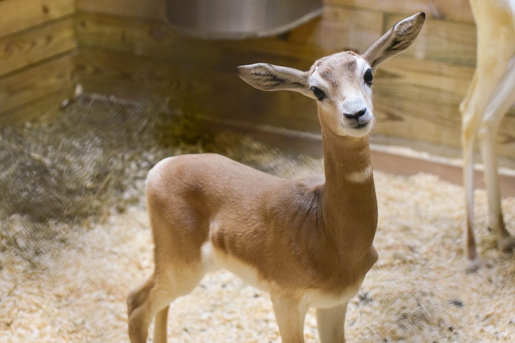 addra gazelle calf