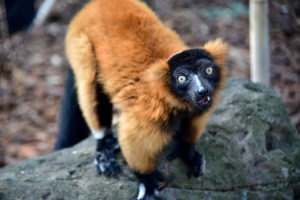 red ruffed lemur