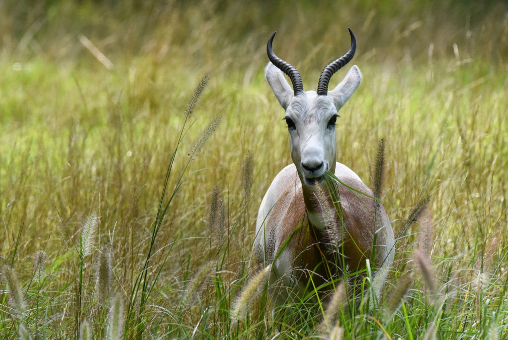 gazelle in a field background