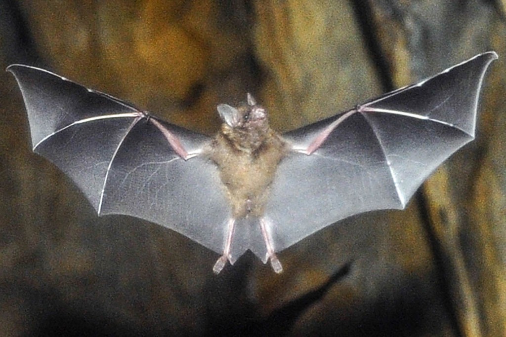 short tailed bat background