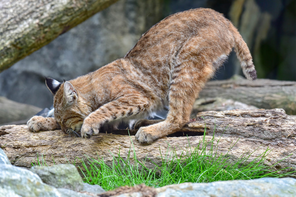 bobcat scratching wood