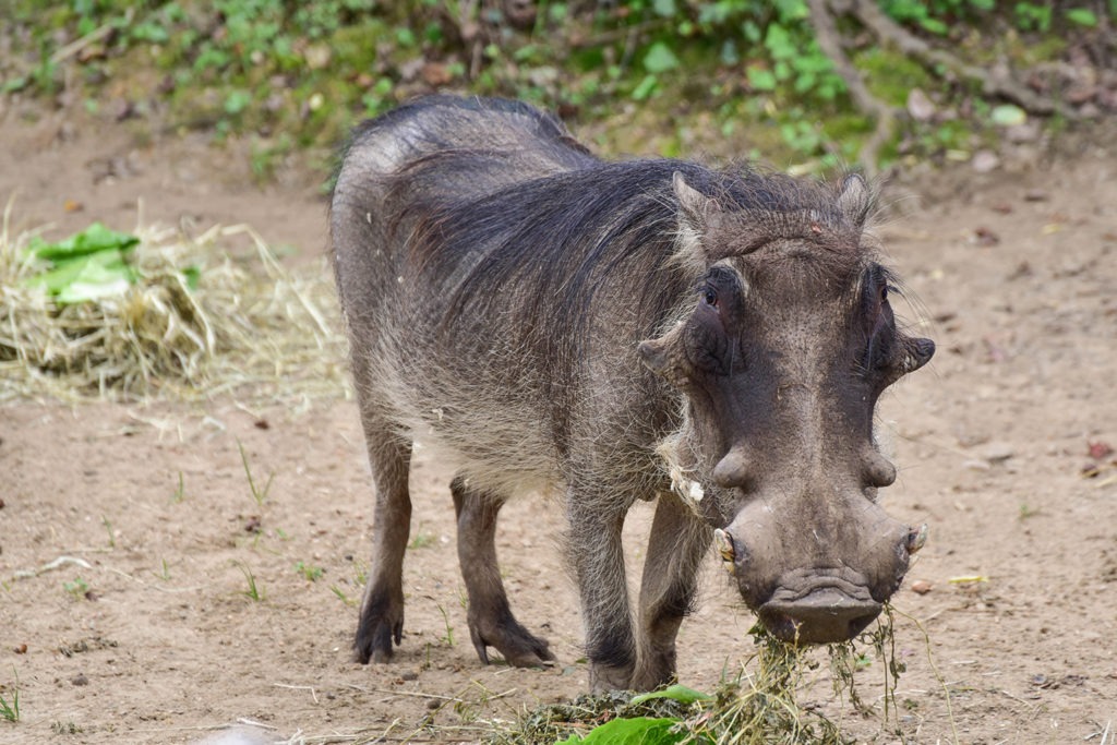common warthog background