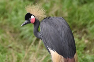 black crowned crane