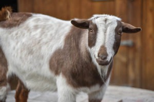 Nigerian Dwarf Goat