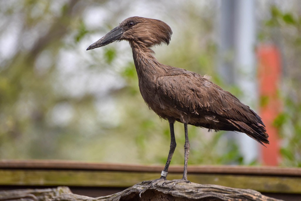 Hamerkop background