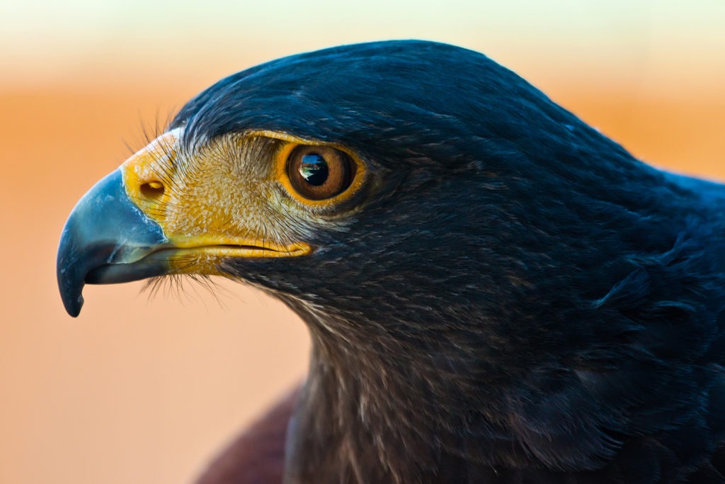 harris hawk background