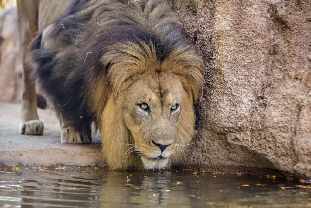 lion peering into water background