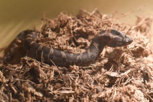 eastern hognose snake