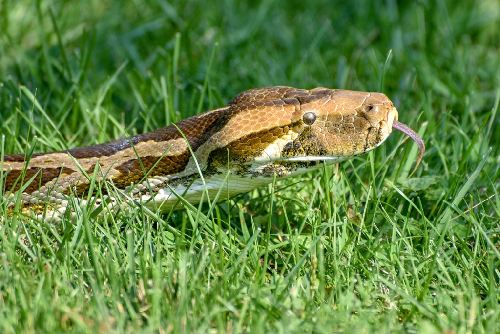 indian python background