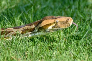indian python