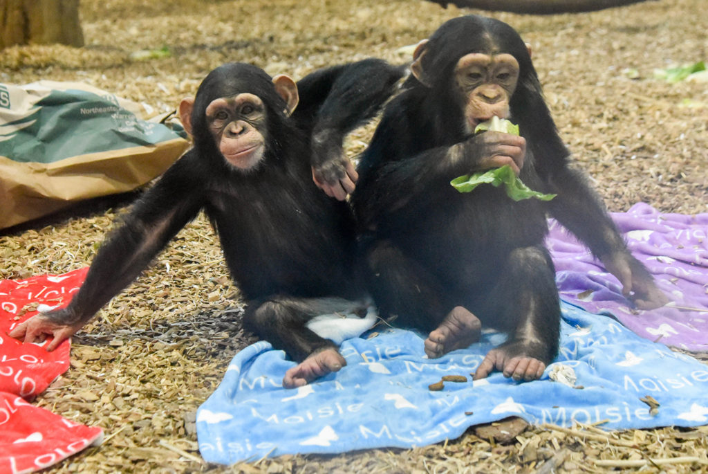 baby chimpanzees sitting on a blanket background