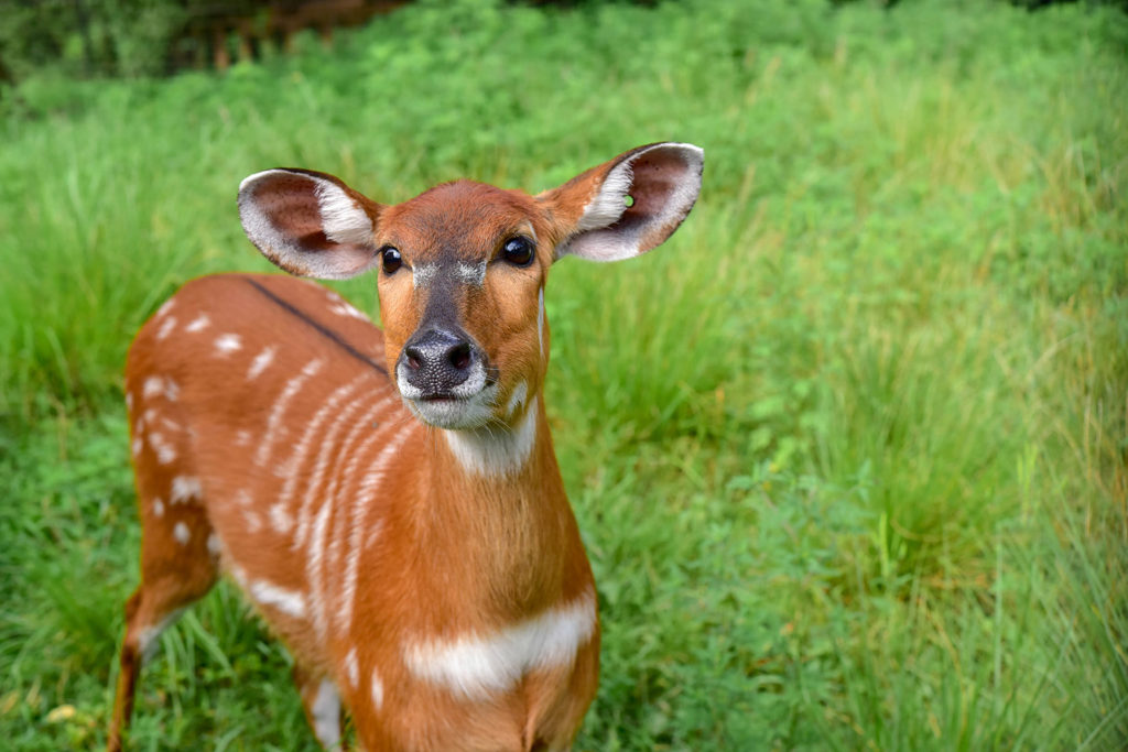 sitatunga in grass background