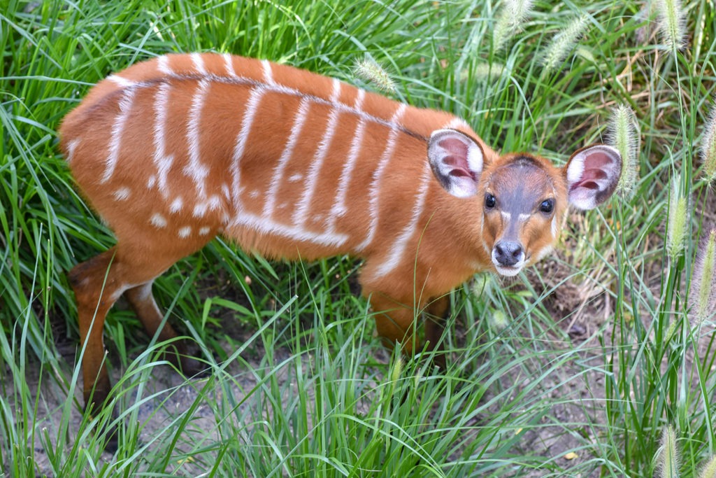 sitatunga