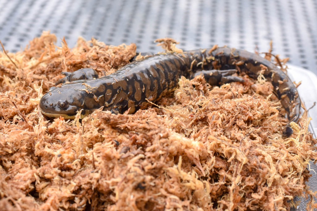 eastern tiger salamander background