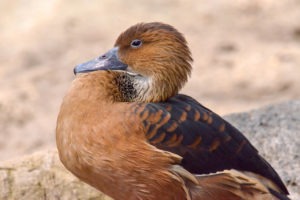 Whistling Duck