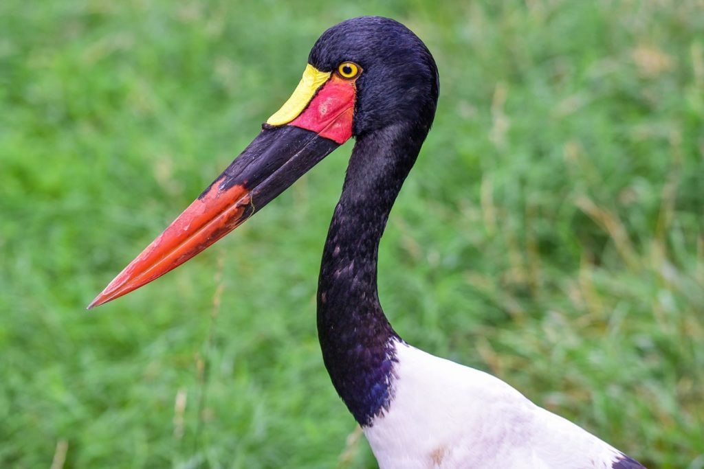 Saddle billed stork. background