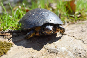 Spotted turtle.