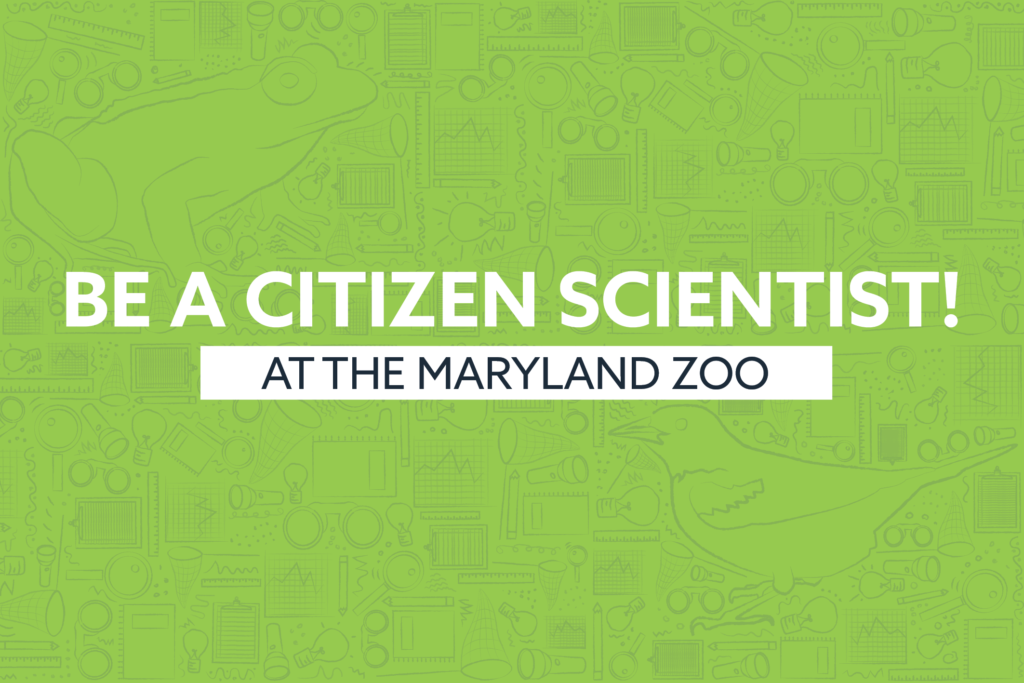 be a citizen scientist at the maryland zoo