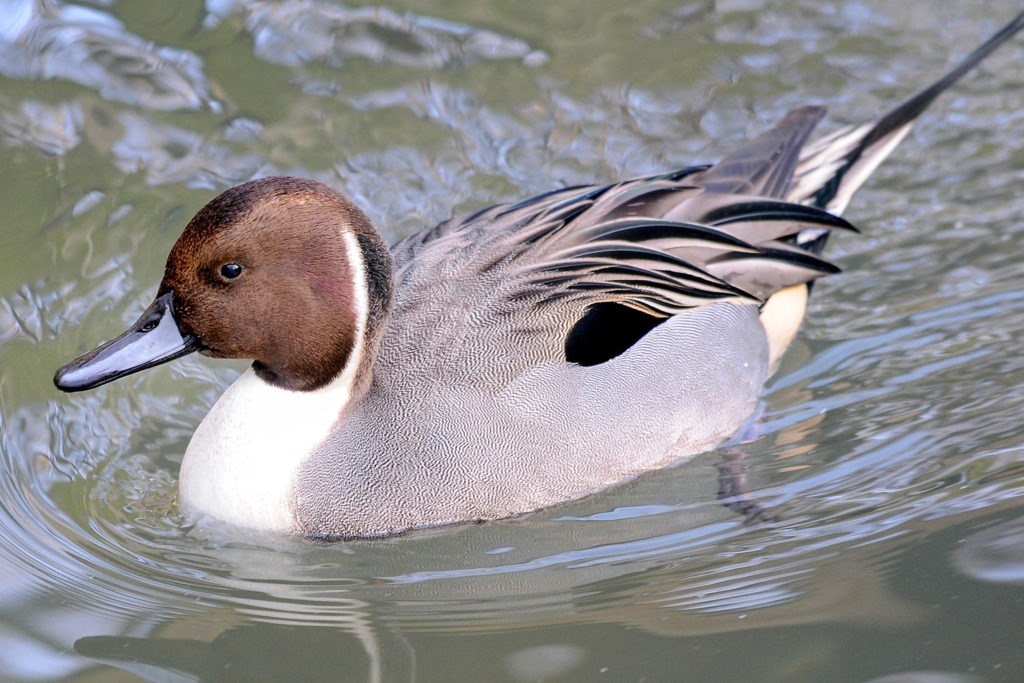 northern pintail background
