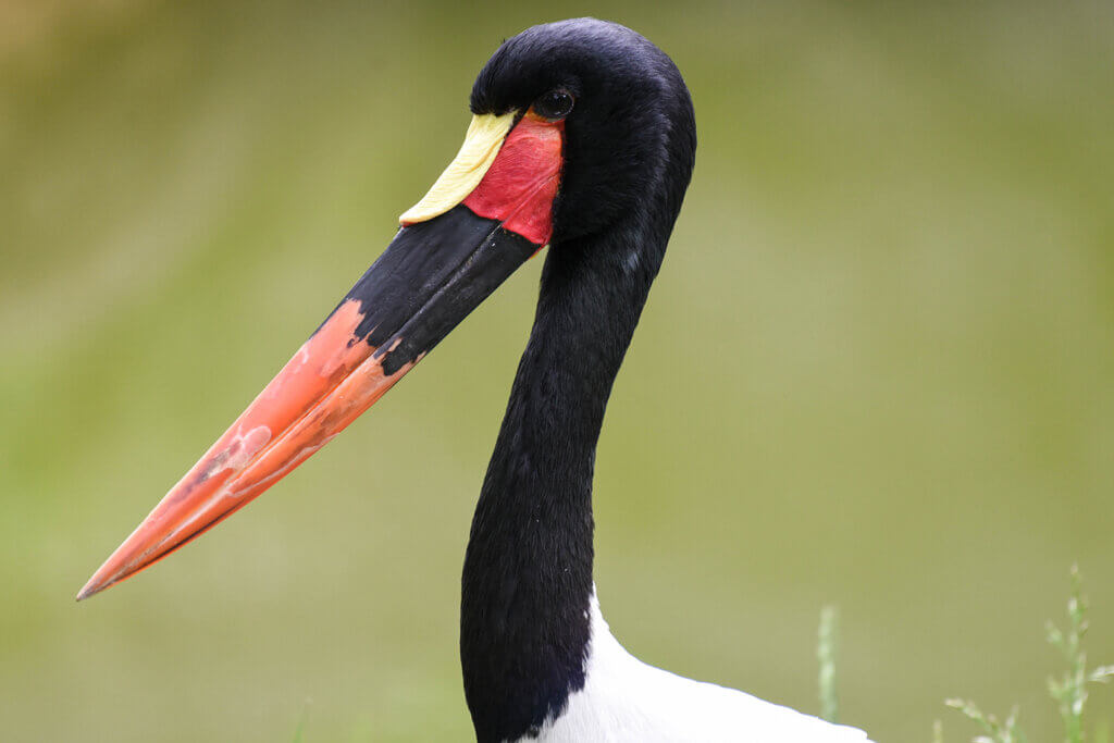Close up of saddle-billed stork
