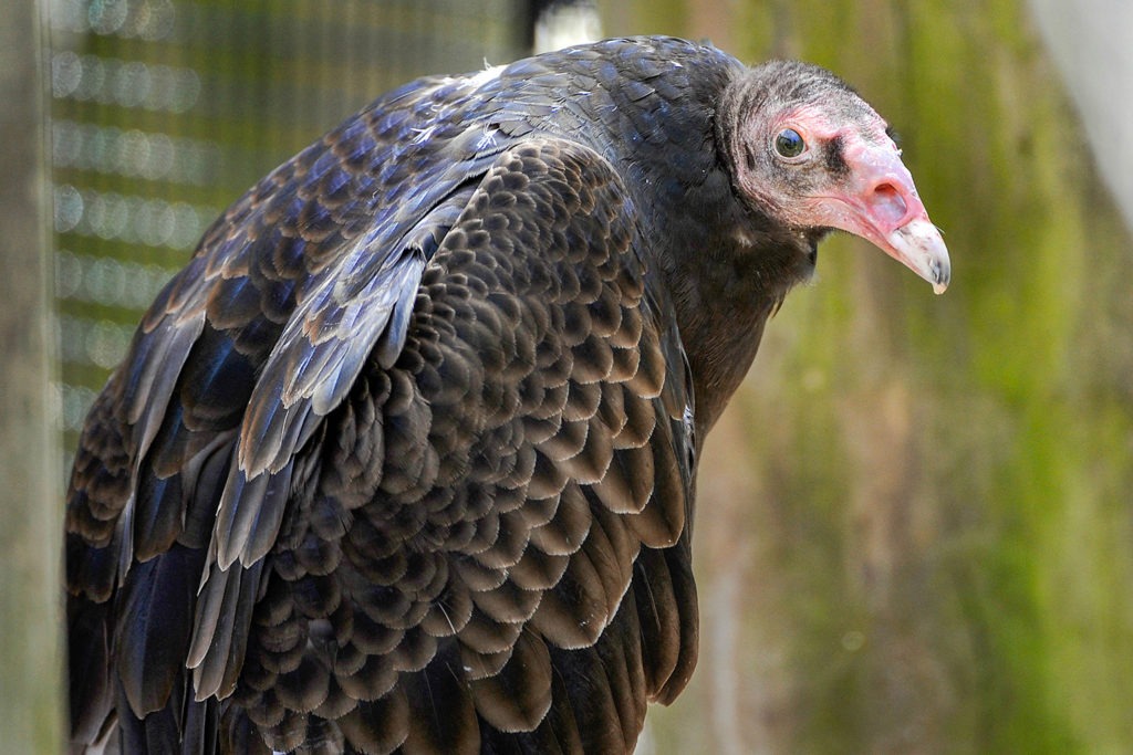 Turkey Vulture background
