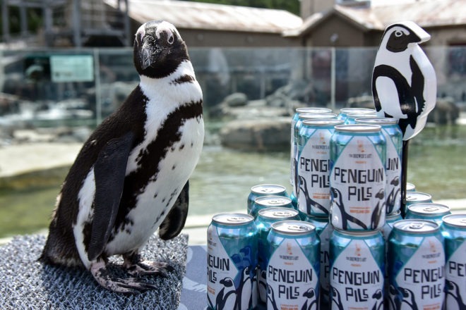 african penguin standing next to penguin pills beer cans