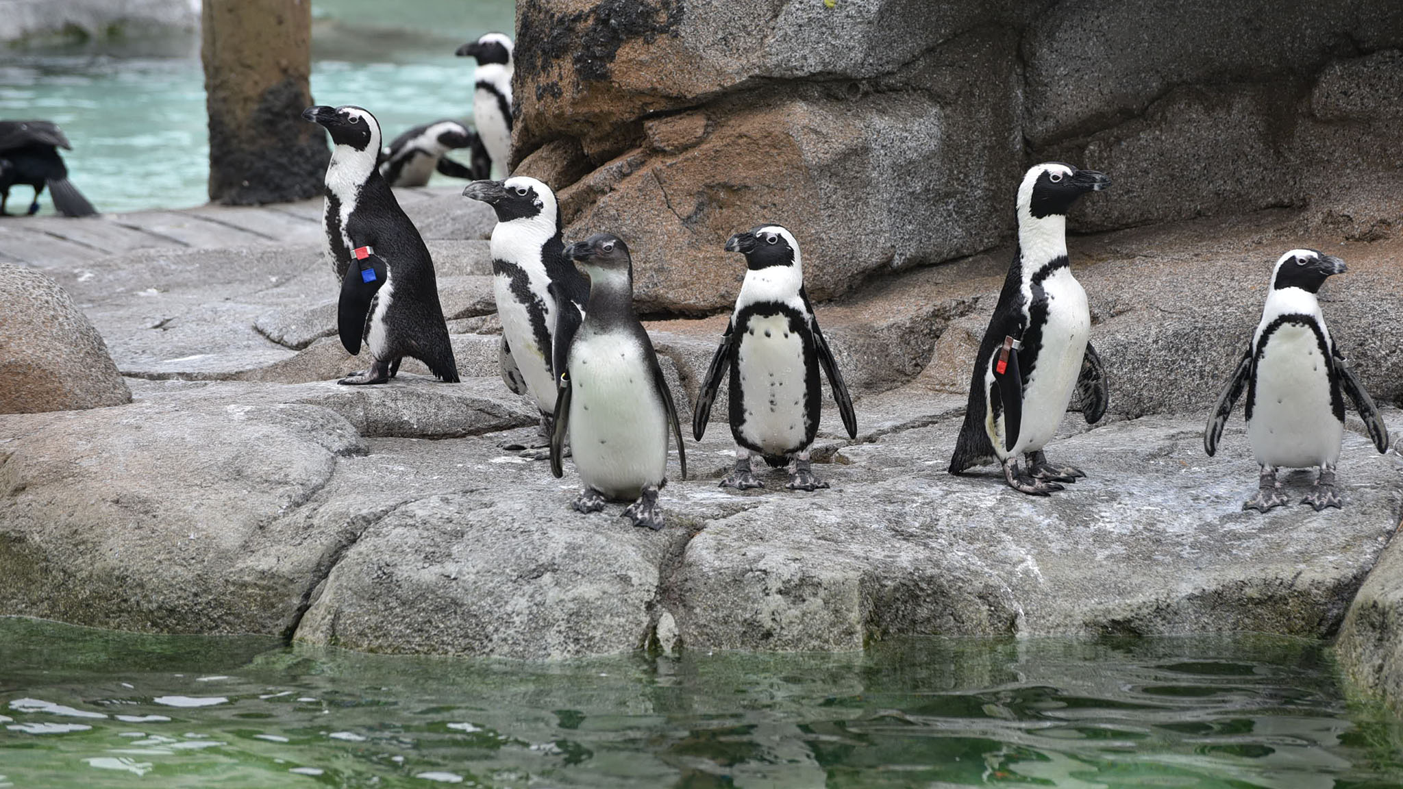 African Penguins