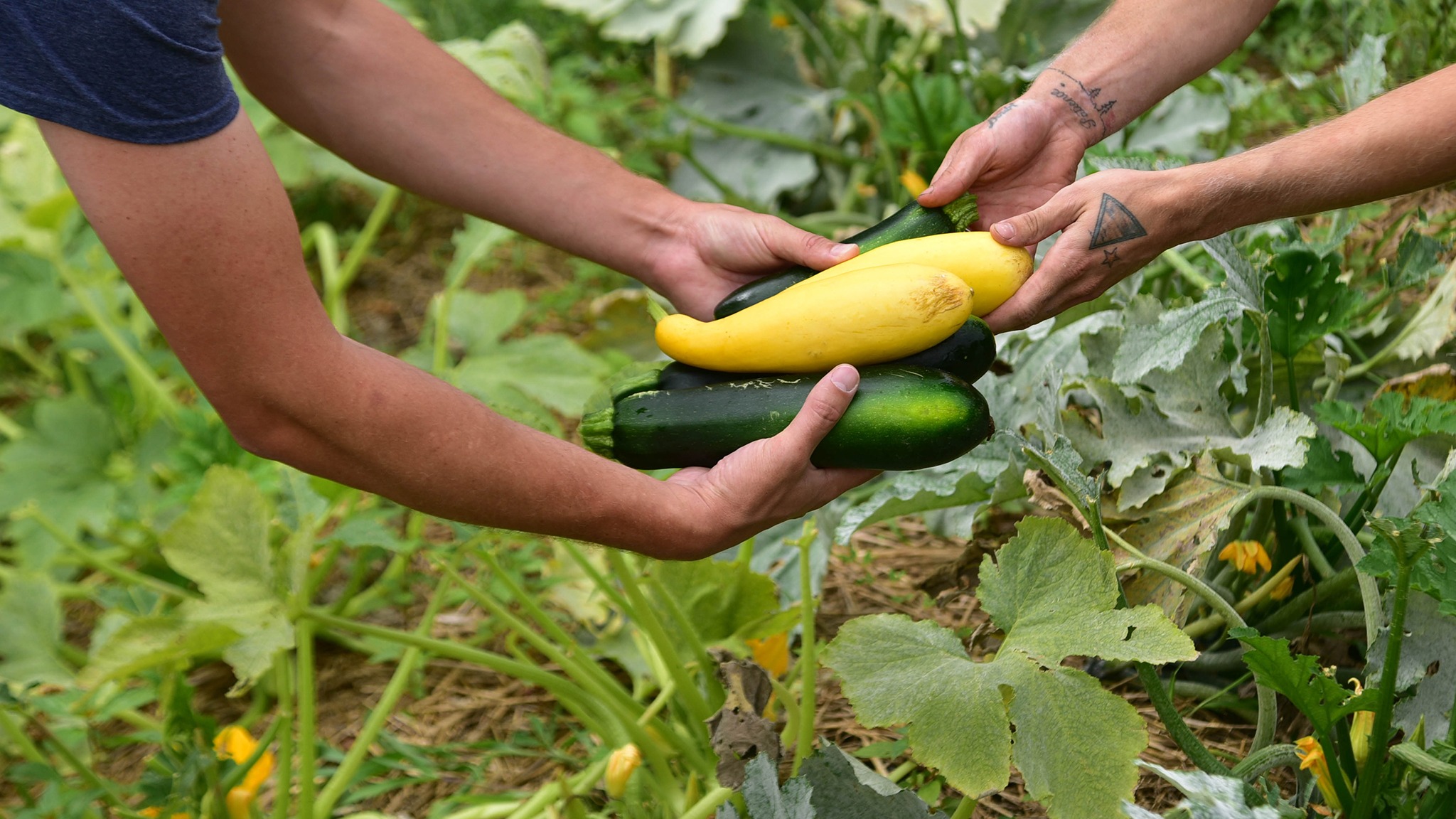 two people passing vegetables in garden