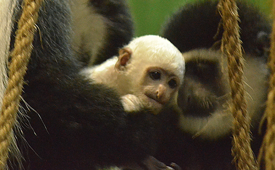 Colobus Monkey