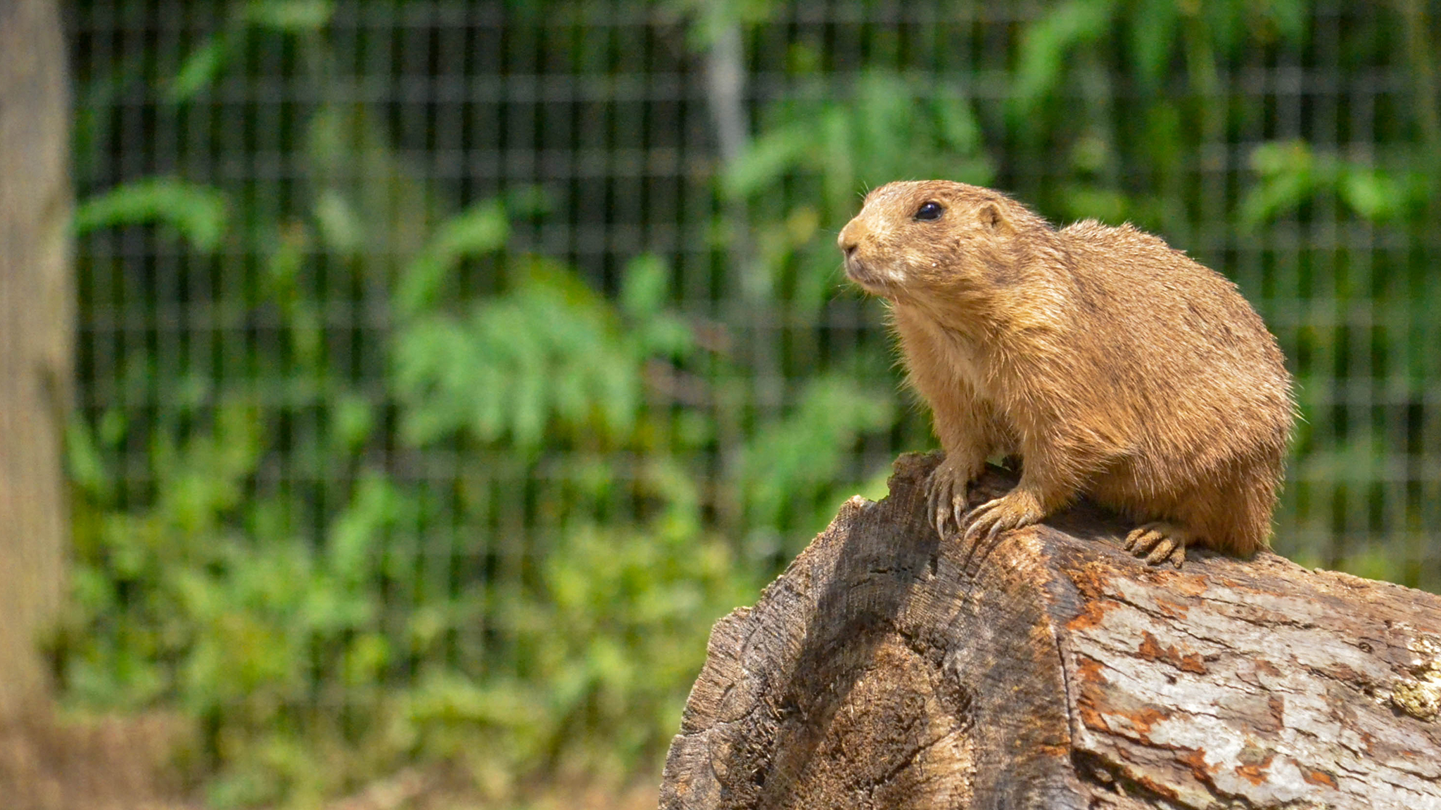 prairie dog on log