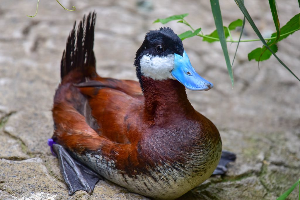 ruddy duck with bright blue beak background