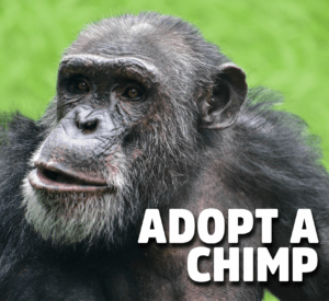 adopt a chimp