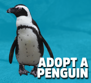 adopt an african penguin
