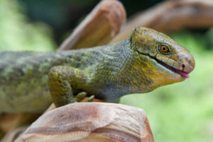 prehensile tailed skink sitting on a branch