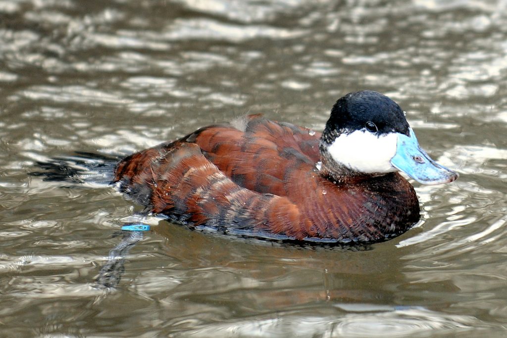 duck with a blue bill
