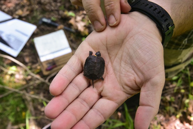 bog turtle in mans palm